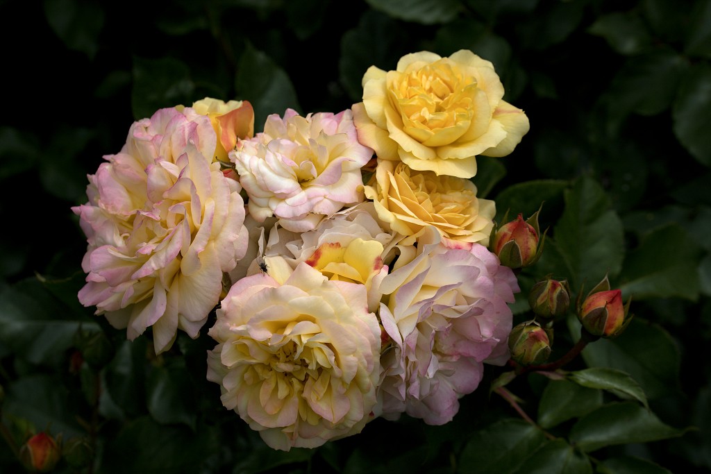 rode rozen roos rosa flora natuur bloem bloemen cultivars cultivar fleurop rosaceae tuin rozentuin valentijn valentijsdag romantiek liefde merci